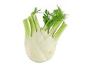 Fennel Fennel