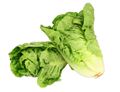 Green Mini Romaine Lettuce