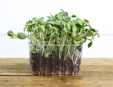 Micro Sunflower Greens, Organic, Aconbury Sprouts